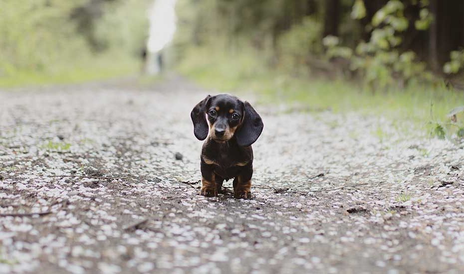 Scrolling mascota.jpg